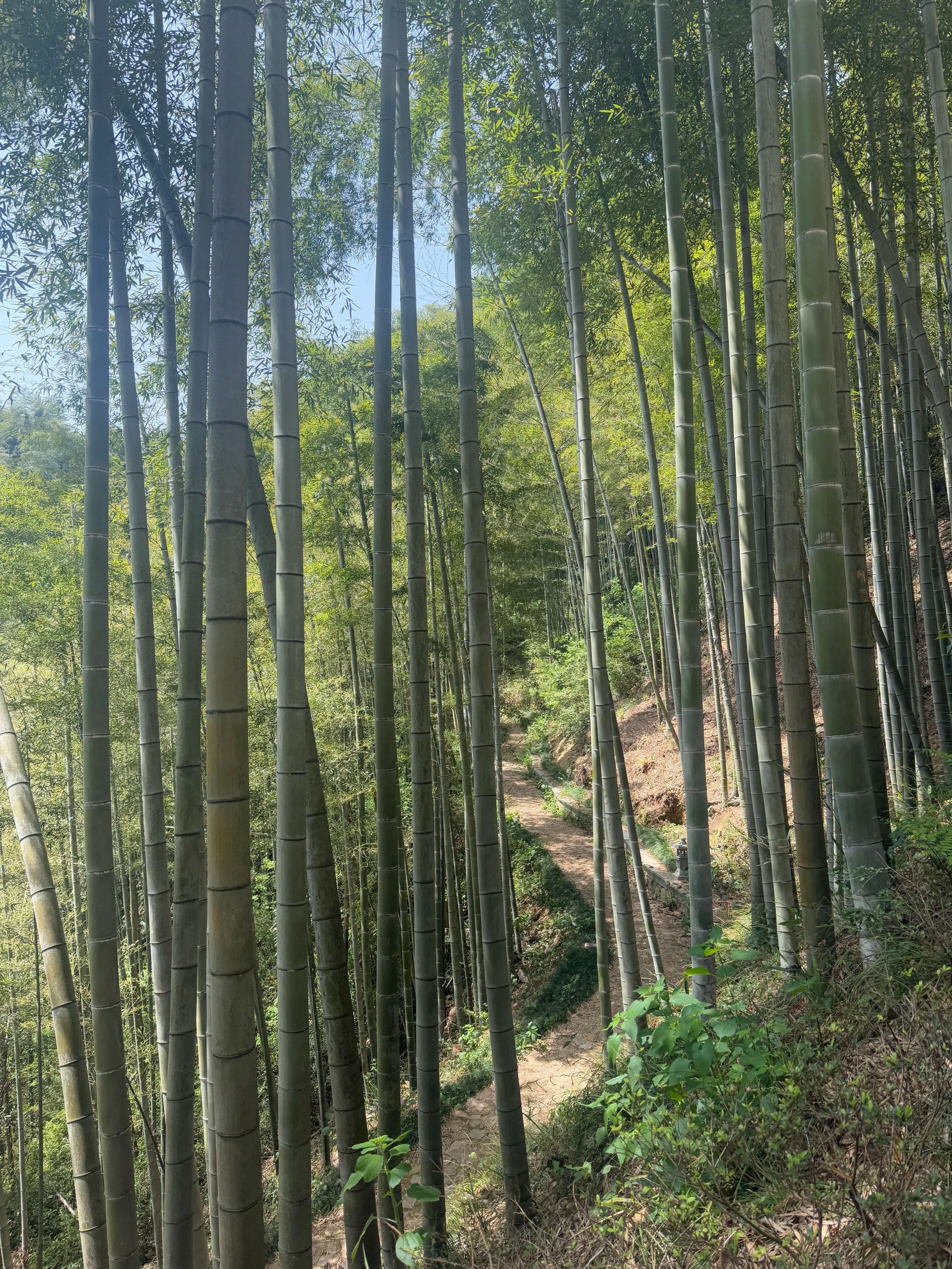 Spring Outing at Jingshan Temple