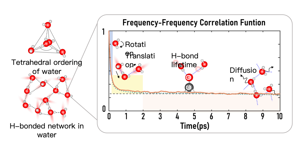 Hydrogen bond network research