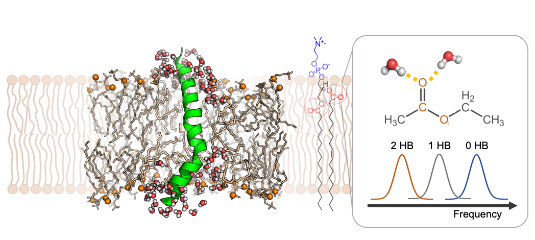 Lipid water interface research