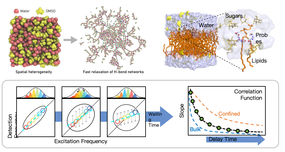 Water dynamics research